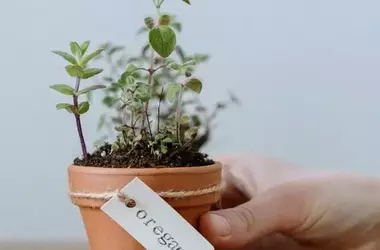 Orégano: Una Especia Medicinal con Poderes Curativos Asombrosos