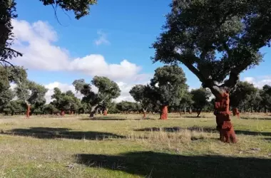 Un Oasis Natural sin Barreras: El Bosque Inclusivo de Valdelosa Transforma la Experiencia al Aire Libre en Salamanca