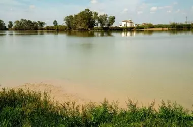 Ambientalistas Unen Fuerzas Contra la Reapertura de la Mina de Aznalcóllar: Amenaza Inminente para Doñana