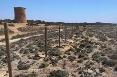 La intrusión costera en Llucmajor amenaza santuarios naturales protegidos por la Red Natura 2000