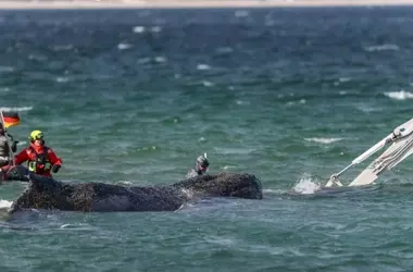 El rescate de ballenas: ¿Un acto de compasión o una prolongación del sufrimiento?