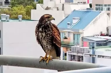Nuevas Casas para Rapaces en Tarragona: Estrategia Ecológica Contra Plagas Urbanas