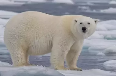 Los osos polares de Svalbard se mantienen saludables, desafiando las predicciones del cambio climático