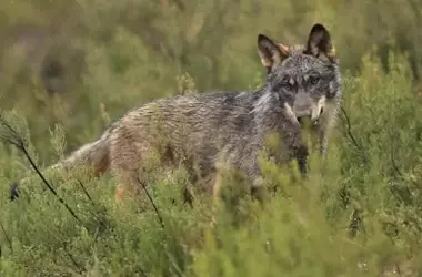 Asturias Modificará la Regulación del Lobo Tras Fallo del Tribunal Supremo