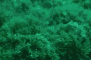 Andalucía Declara Emergencia por Invasión de Alga Asiática: Crisis Ecológica y Económica en la Costa