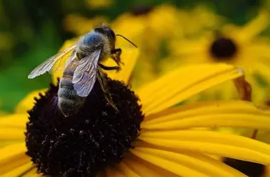 La Abeja Negra de Cantabria: Un Motor de Vida para la Apicultura Española y la Biodiversidad