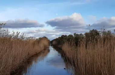 S'Albufera de Mallorca: Un Renacimiento Verde con una Inversión Millonaria