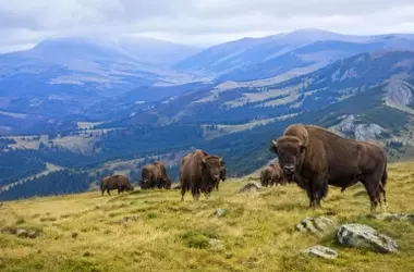 Un Regreso Triunfal: Los Bisontes Reaparecen en los Cárpatos Rumanos tras Dos Siglos de Ausencia