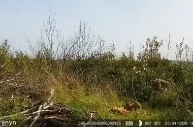 Primer Nacimiento de Lince Ibérico en el Parque Nacional de Cabañeros Marca un Hito en la Conservación