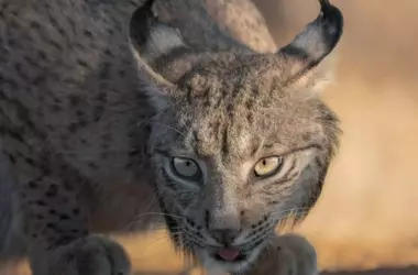 Aragón impulsa la reintroducción del lince ibérico en el valle del Ebro