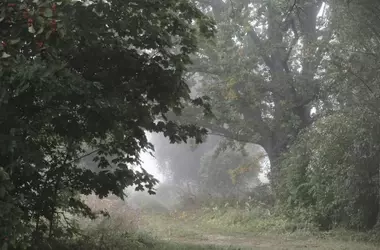 Los robles retrasan su brotación para evadir a los insectos herbívoros