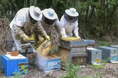 La Abeja Negra Cántabra: Pilar de la Apicultura y la Biodiversidad en la Península Ibérica y Francia