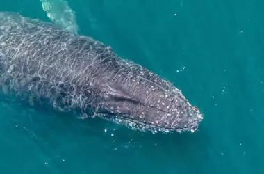 Ballena jorobada revela potencial nueva ruta migratoria entre la Patagonia y la Antártida