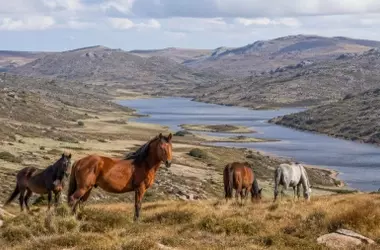 La Recuperación Ecológica del Parque Kosciuszko: Un Hito Tras la Gestión de Caballos Asilvestrados