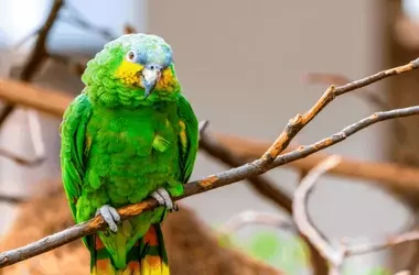 Aves exóticas: cómo aprenden a alimentarse de nuevas fuentes mediante la interacción social