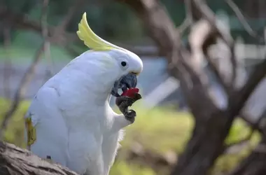 Cacatúas salvajes: Imitación social para la supervivencia alimentaria