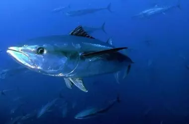 Día Mundial del Atún 2026: Sostenibilidad Pesquera, Desafíos y Futuro de una Especie Crucial