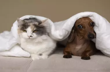 La UE aprueba un marco legislativo integral para el bienestar de perros y gatos