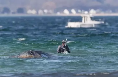 Timmy, la ballena jorobada, finalmente liberada en el Mar del Norte