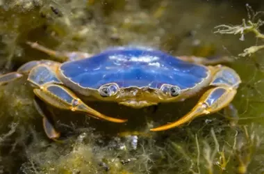 Invasión sorprendente: Miles de cangrejos patudos transforman las playas de las Islas Cíes en un espectáculo natural