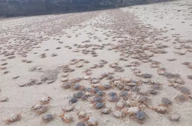 Un fenómeno natural extraordinario: La invasión de cangrejos patudos en las costas gallegas