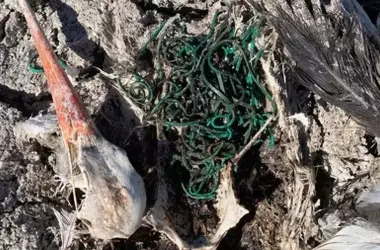 Hallazgo alarmante en Doñana: Cigüeña ingerió 150 gomas elásticas, revelando la problemática de la contaminación por plásticos
