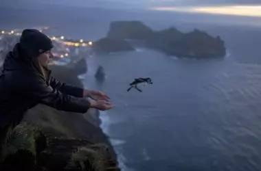 Un rescate inusual en Islandia: el lanzamiento de aves en peligro de extinción desde acantilados, una práctica apoyada por biólogos