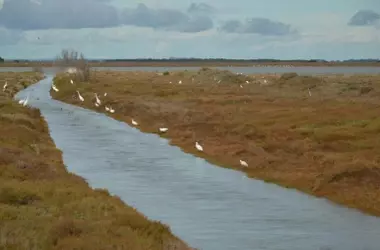 Restauración Ecológica en Doñana: Subvenciones de Hasta 20.000€ por Hectárea