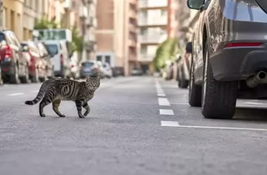 La vida de un gato doméstico: ¿por qué es mejor en casa?