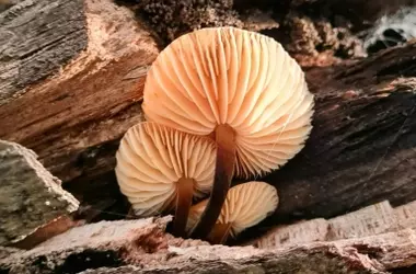 Descubriendo el papel vital de los hongos en el reciclaje de carbono y la degradación de la madera