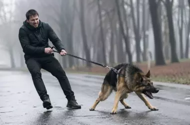 Razas de perros no recomendadas para dueños primerizos: razones sorprendentes