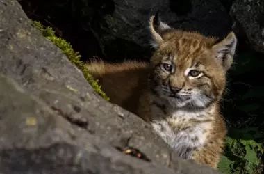 Nacimiento Histórico: La Primera Camada de Lince Ibérico en Cabañeros Impulsa la Biodiversidad