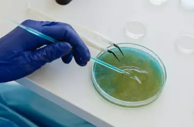 Bioestimulantes de microalgas mejoran la resistencia de los cultivos y la sostenibilidad agrícola