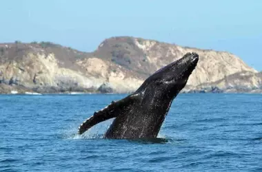 Ballena jorobada: Liberada en el Mar del Norte tras un rescate millonario