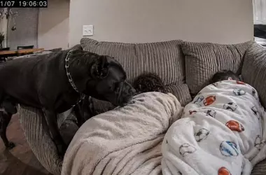 Un Cane Corso, el gigante guardián: La conmovedora historia viral de un perro que vela por niños enfermos
