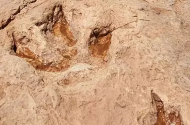 Nuevos Hallazgos Fósiles Revelan la Anatomía y Evolución del Siamraptor, el Depredador Gigante