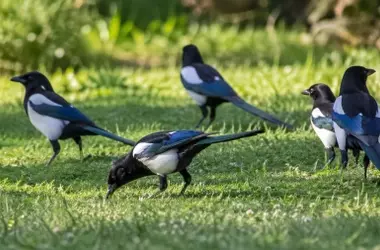 El Enigma Lingüístico y Ecológico de las Urracas: Más Allá del Nombre Común