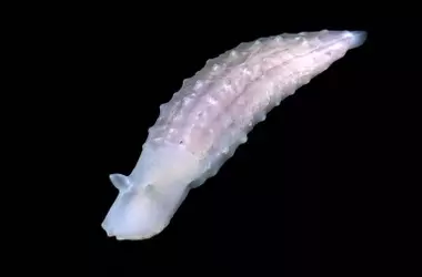 Descubierta una enigm￡tica criatura abisal en aguas japonesas que desaf￭a la clasificación biológica convencional
