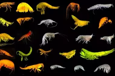 Descubrimiento de una Nueva Rama de la Vida en las Profundidades Oceánicas