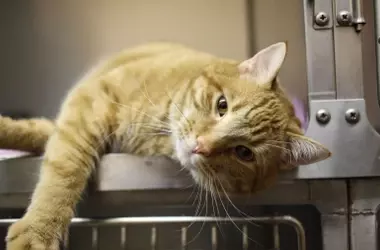 La sobrevacunación de mascotas en España: un debate veterinario en evolución