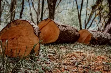 La UE simplifica la regulación de deforestación para pymes y excluye el cuero