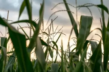 Uso Excesivo de Fertilizantes en la Agricultura: Amenaza para Suelos y Agua