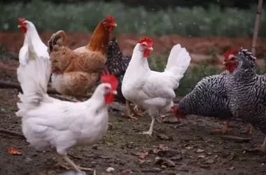 Empresas alimentarias globales lentas en el bienestar animal, según un nuevo informe