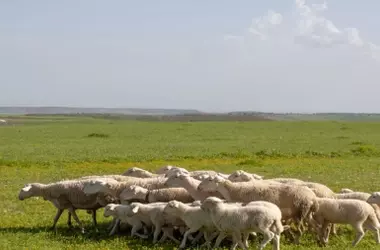 Un Enfoque Revolucionario: El Pastoreo Sostenible en El Bierzo Transforma el Mantenimiento de Gasoductos