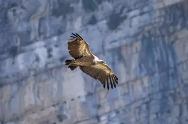 Corredores Ecológicos: El Camino de Regreso del Quebrantahuesos en España