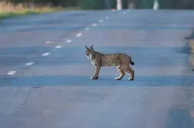 Atropello de Lince Ibérico en Doñana: Un Llamado Urgente a la Protección de la Fauna en Carreteras