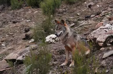 Consulta pública sobre la situación de conservación del lobo ibérico