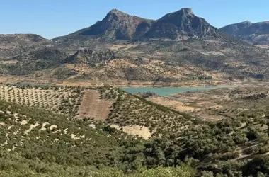 Soli O-Live: La Salud del Suelo, Clave para la Calidad del Aceite de Oliva