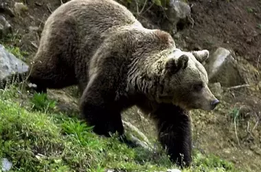 La comunicación de los osos machos se intensifica con la competencia reproductiva