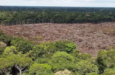 De selva a sabana: El futuro incierto de la Amazonía ante la deforestación y el cambio climático